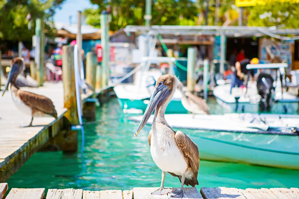 Hafen von Islamorada - Florida Keys